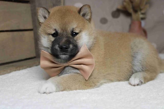Shiba Inu Puppies media 4