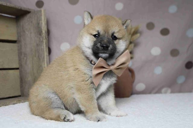 Shiba Inu Puppies media 5