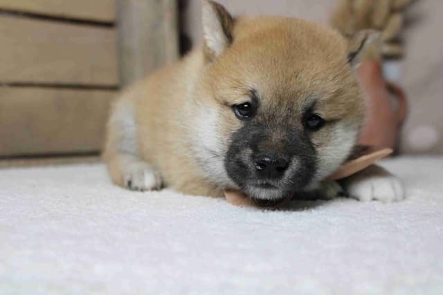 Shiba Inu Puppies media 6