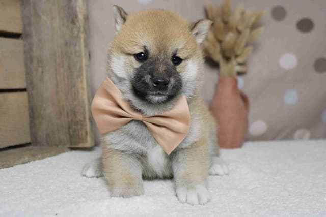 Shiba Inu Puppies media 7