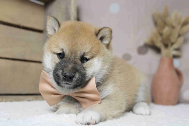 Shiba Inu Puppies media 8