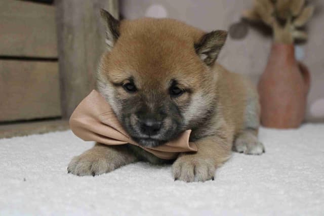 Shiba Inu Puppies media 9