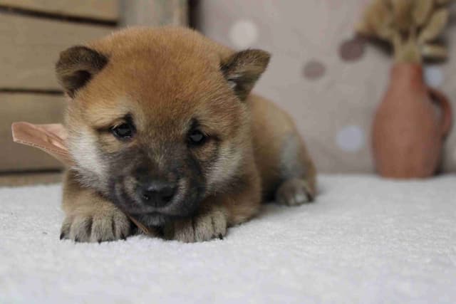 Shiba Inu Puppies media 10