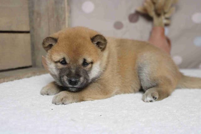 Shiba Inu Puppies media 11
