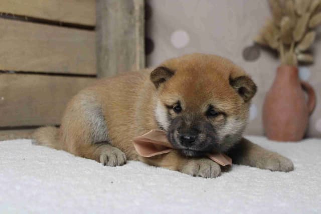 Shiba Inu Puppies media 12