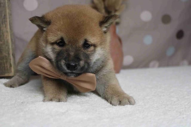 Shiba Inu Puppies media 14