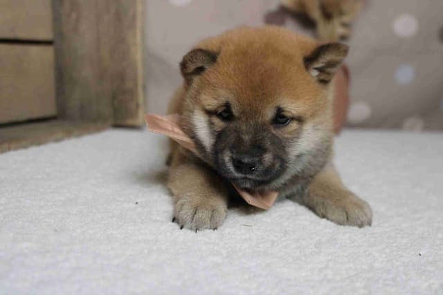 Shiba Inu Puppies media 15
