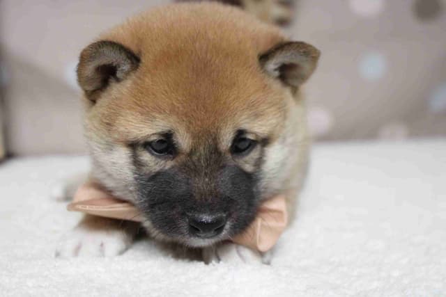 Shiba Inu Puppies media 16