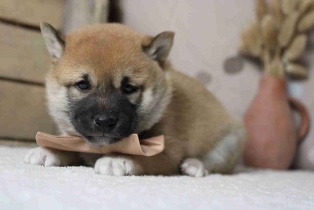 Shiba Inu Puppies media 17