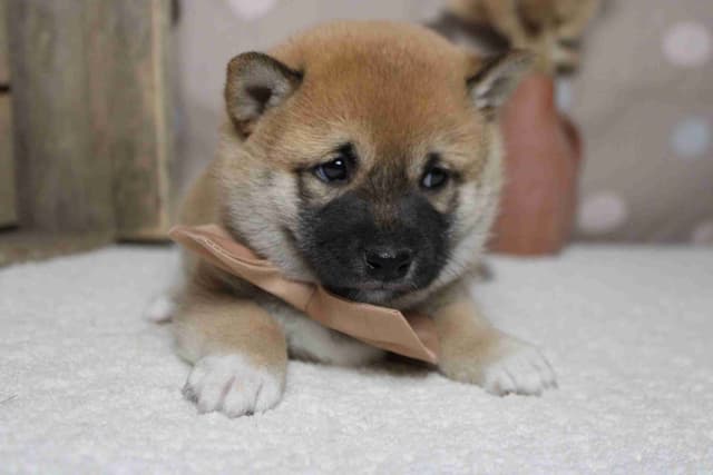Shiba Inu Puppies media 18