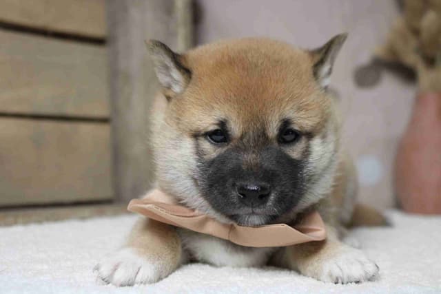 Shiba Inu Puppies media 19