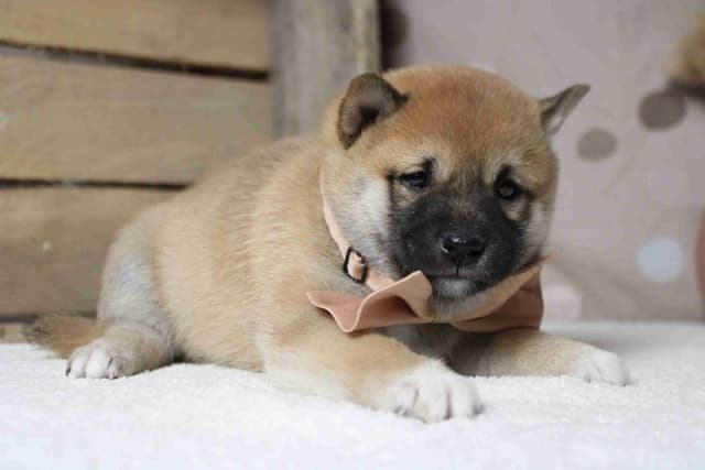 Shiba Inu Puppies media 20