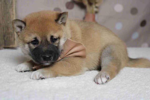 Shiba Inu Puppies media 21