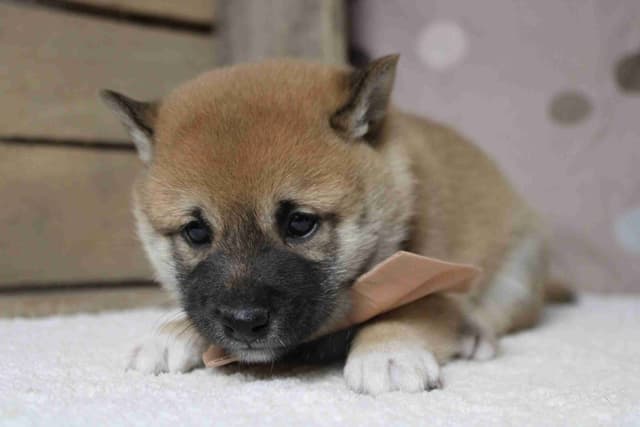 Shiba Inu Puppies media 22