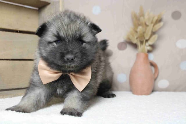 Keeshond Puppies media 2