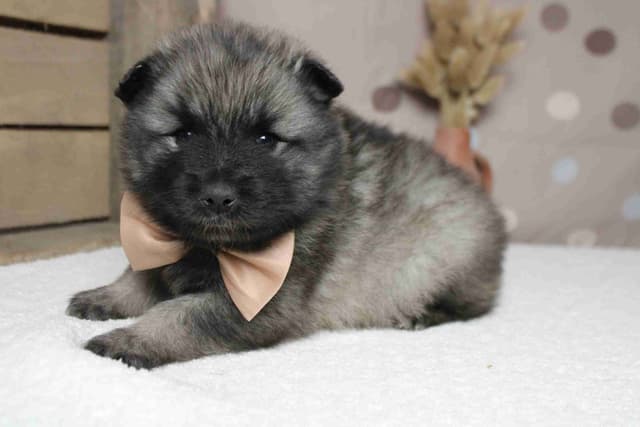 Keeshond Puppies media 4