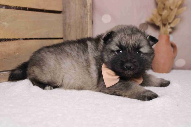 Keeshond Puppies media 5