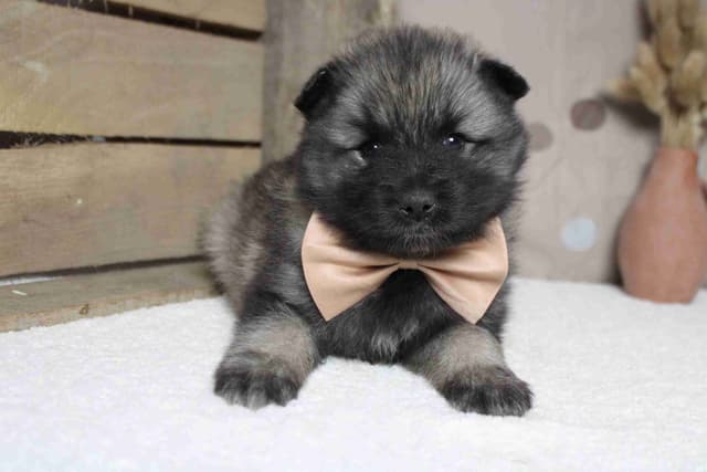 Keeshond Puppies media 6