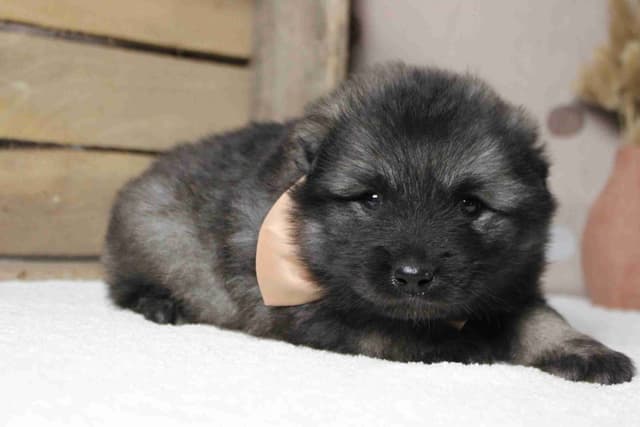 Keeshond Puppies media 7