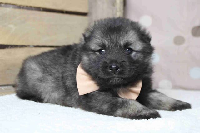 Keeshond Puppies media 8