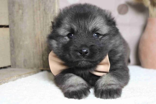 Keeshond Puppies media 9