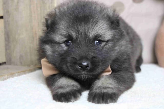 Keeshond Puppies media 11