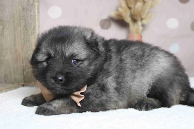 Keeshond Puppies media 12