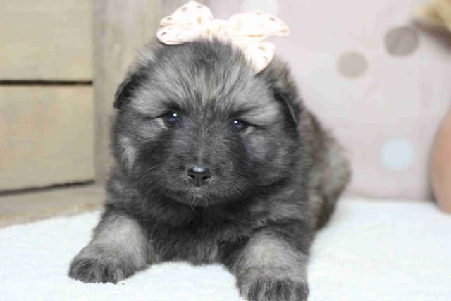 Keeshond Puppies media 13