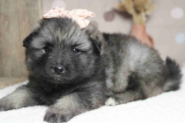 Keeshond Puppies media 14