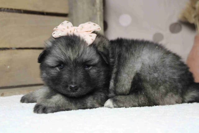 Keeshond Puppies media 15