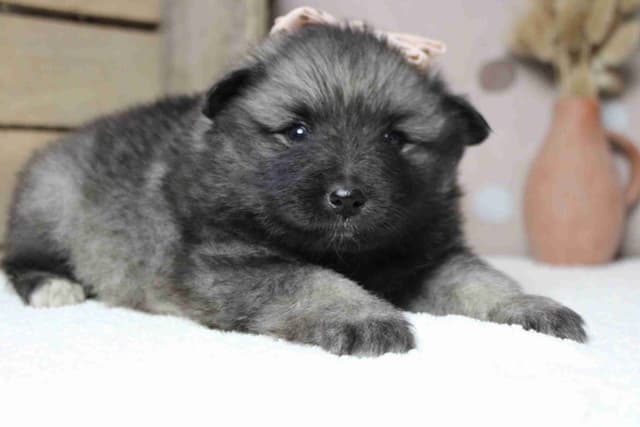 Keeshond Puppies media 16