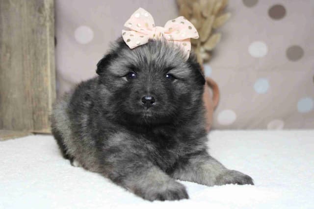 Keeshond Puppies media 18