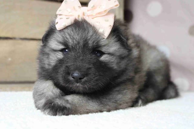Keeshond Puppies media 19