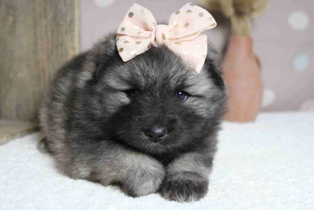Keeshond Puppies media 20