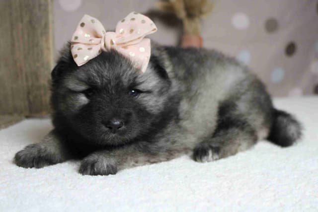 Keeshond Puppies media 21