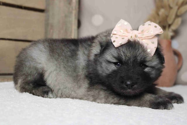 Keeshond Puppies media 22