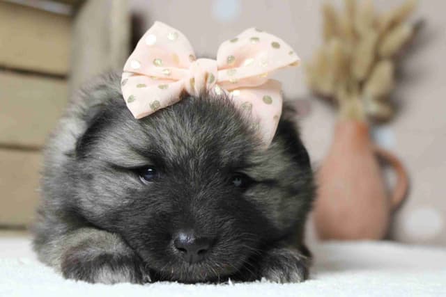 Keeshond Puppies media 23