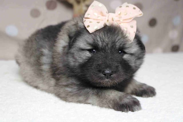 Keeshond Puppies media 24