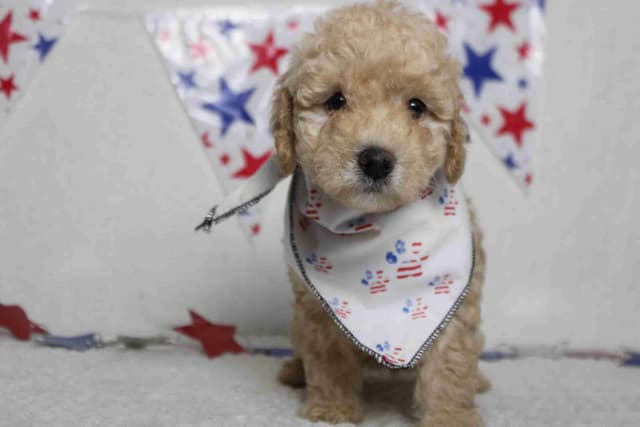Poodle Puppies media 2