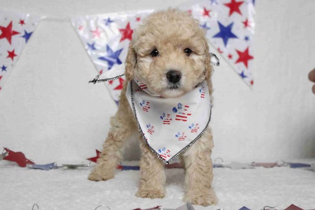 Poodle Puppies media 3