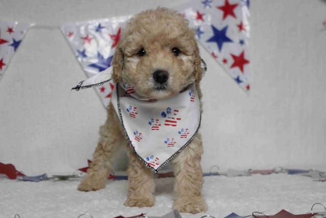 Poodle Puppies media 4