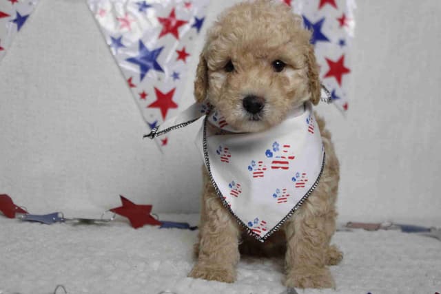 Poodle Puppies media 5