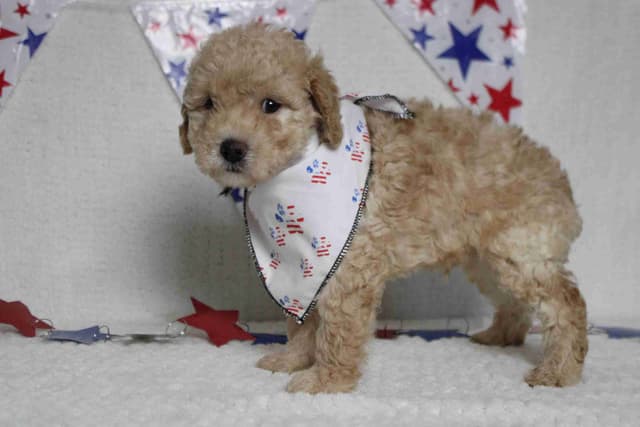 Poodle Puppies media 6