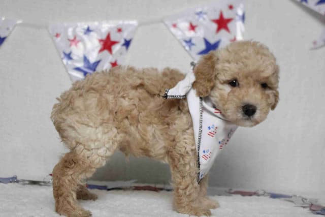 Poodle Puppies media 7
