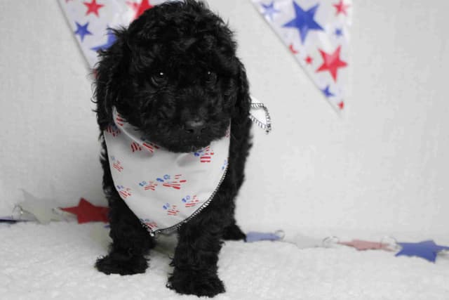 Poodle Puppies media 8
