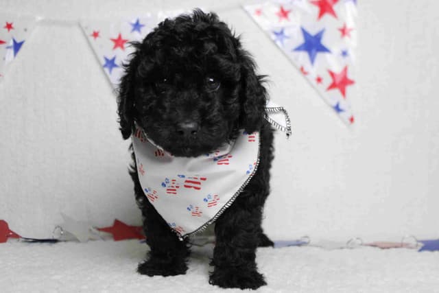 Poodle Puppies media 9