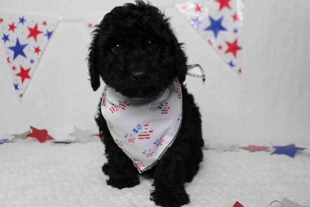 Poodle Puppies media 10