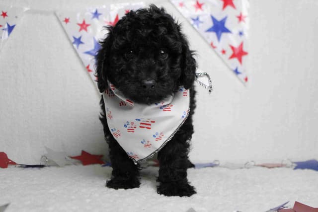 Poodle Puppies media 11