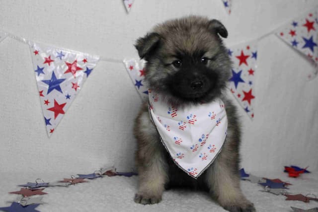 Keeshond Puppies media 2
