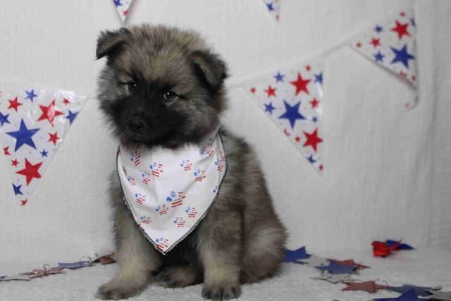Keeshond Puppies media 3